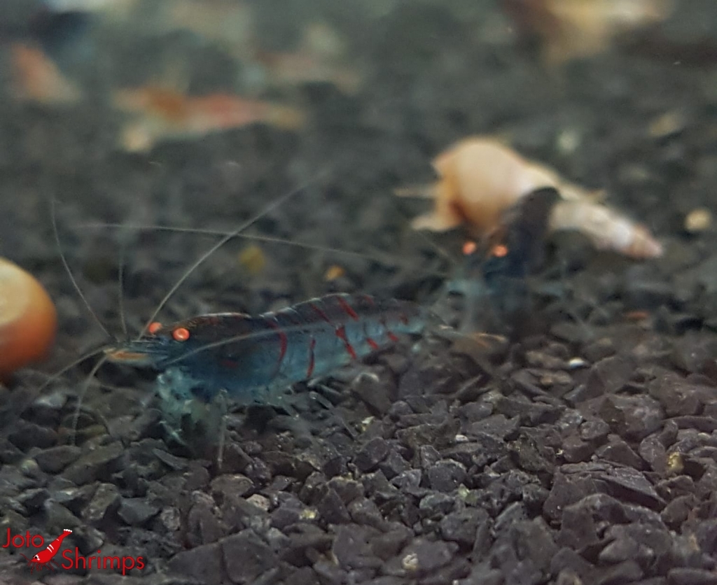 Rote Tiger OE Blue Body